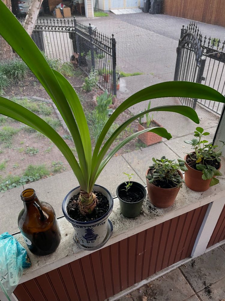plants along a window ledge look this is a very visual thread if you're still along for the ride we are grateful
