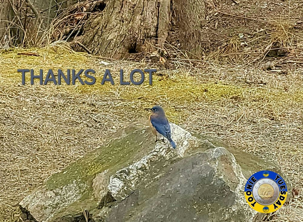 Comment image