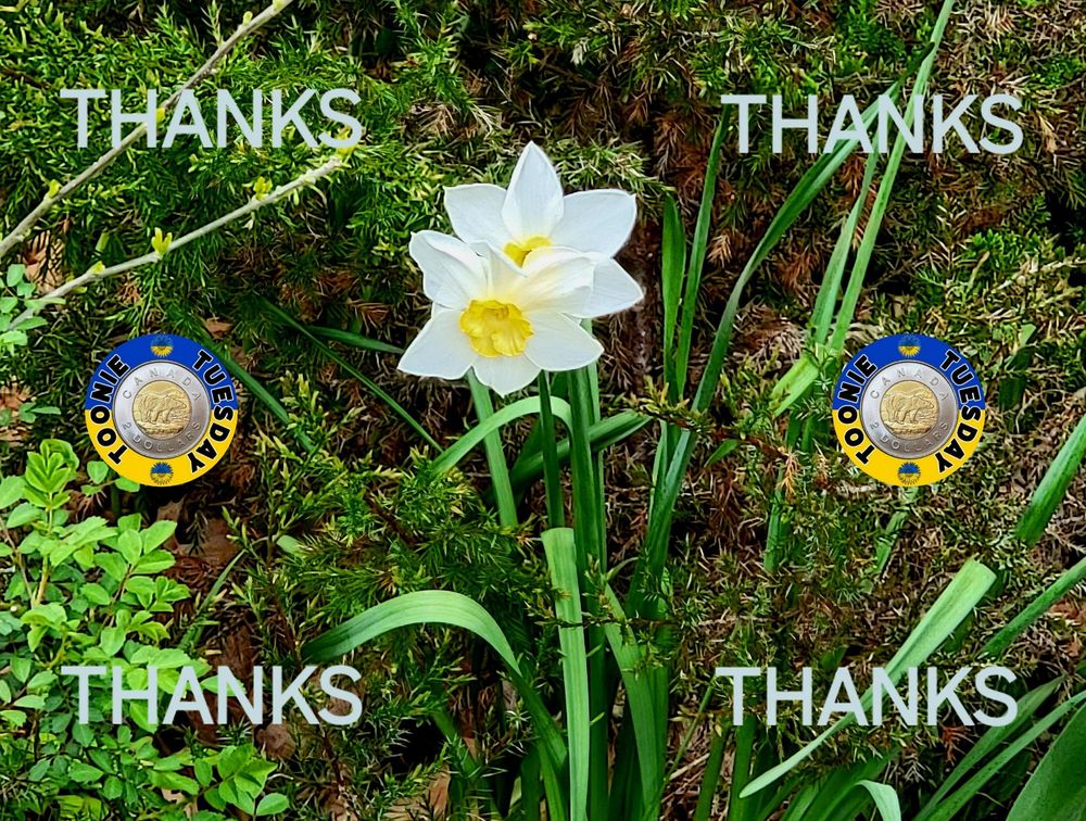 Comment image