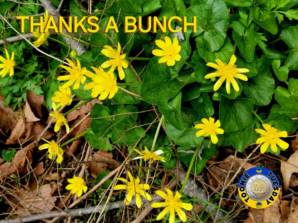 Comment image