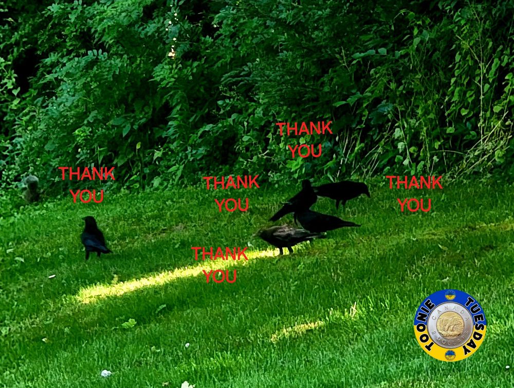 Comment image