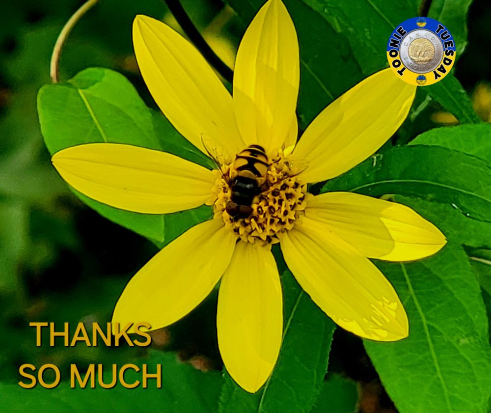 Comment image