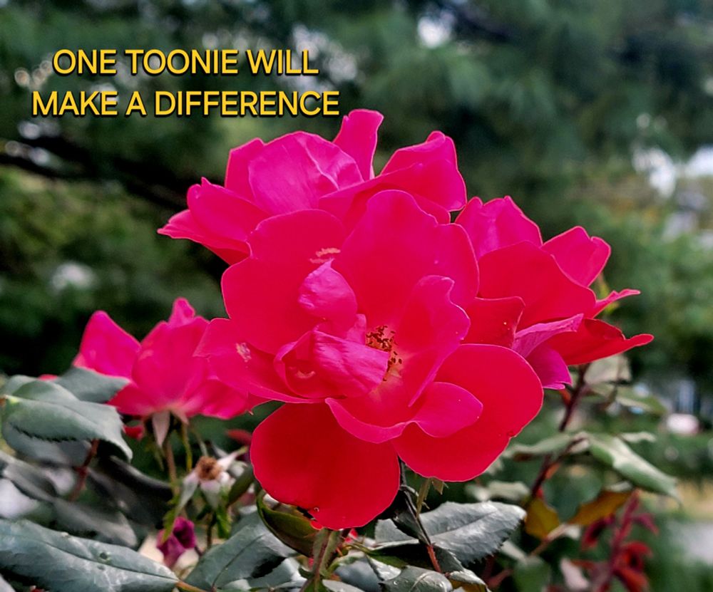 Comment image