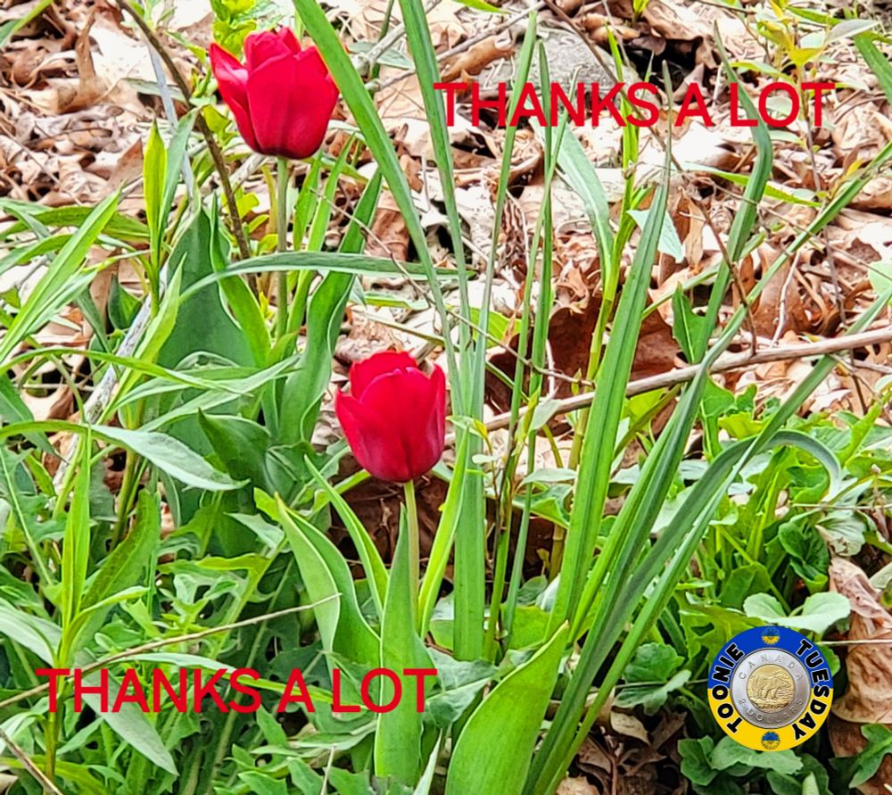 Comment image