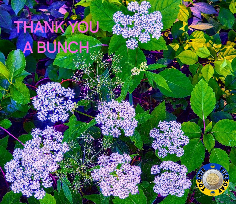 Comment image