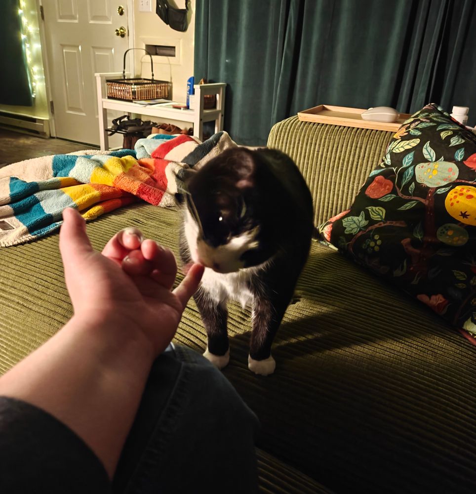 Carmen, sweet darling tuxedo cat, stands on the couch and reaches her head forward to discover the bit of butter on an outstretched hand.