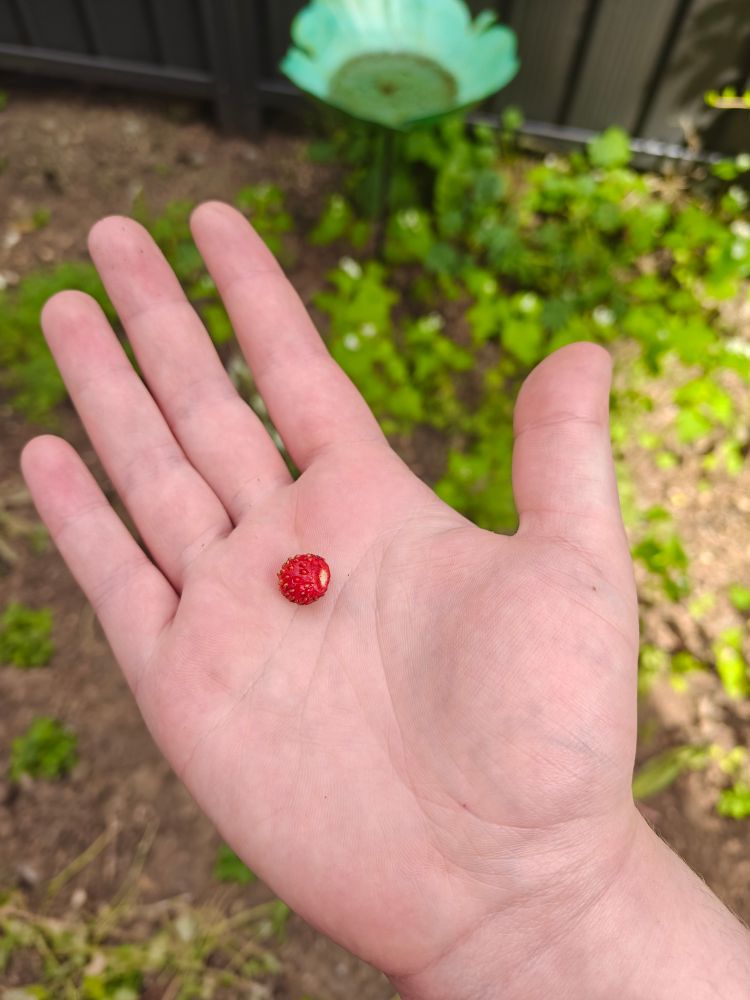 The tiny and perfectly round red strawberry, now picked, appears tiny in the palm of an adult human hand.