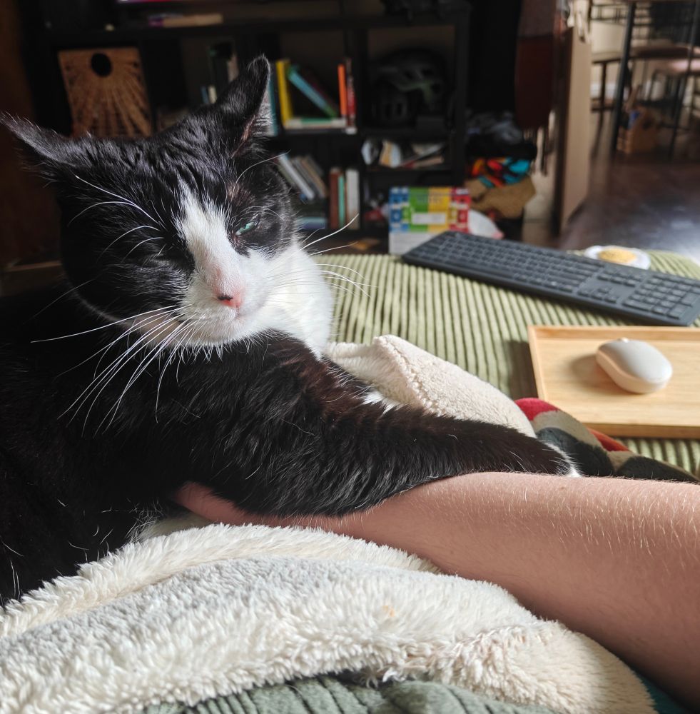 A handsome tuxedo cat glares through slitted eyes at the camera. Her ears are fully airplane-mode and her arm is draped casually yet elegantly over my entire hand. I'm trapped 