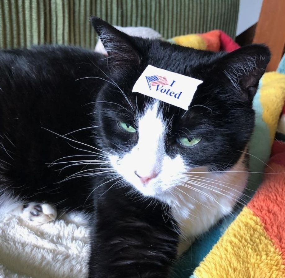 A beautiful tuxedo cat wears an I Voted sticker on her forehead. Despite the indignity, she appears nonplussed. 