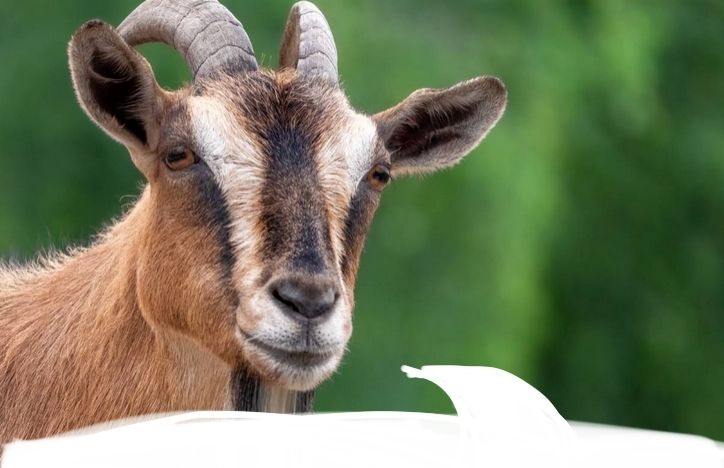 Headshot of a goat with a cartoon speech bubble drawn so the goat appears to be speaking the text in the quoted post. 
