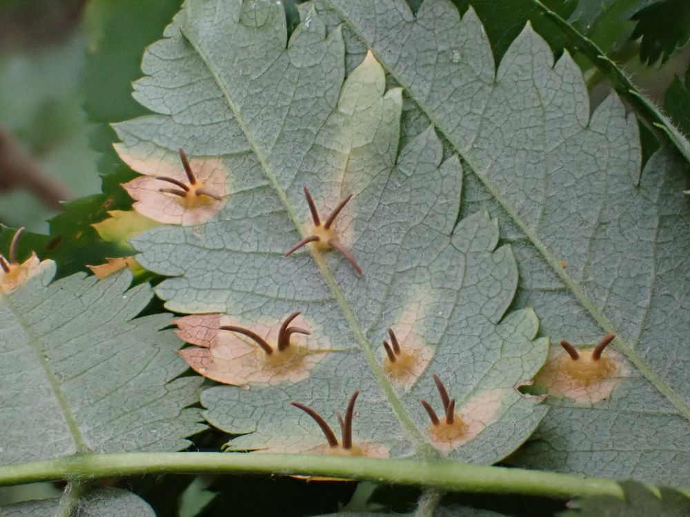 And the spectacular fruiting bodies of Gymnosporangium cornutum on the underside