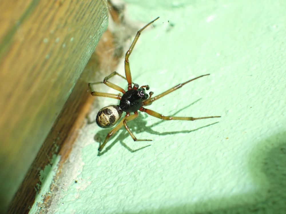 Male Steatoda nobilis (Noble False Widow) spotlit on a wall after dark. Second record for Skye, as far as I know.