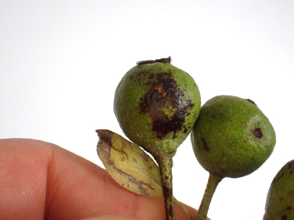 Willow-leaved Pear fruits. The brown patch is the fungus Venturia pyrina, aka Pear Scab. Venturia inaequalis causes much the same symptoms on apples.