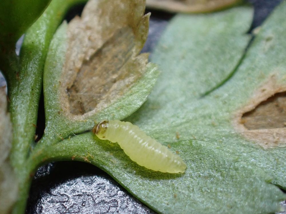 Larva of Psychoides filicivora on underside of a Black Spleenwort frond. The pale brown head and transparent prothoracic plate help distinguish it from Psychoides verhuella. 
