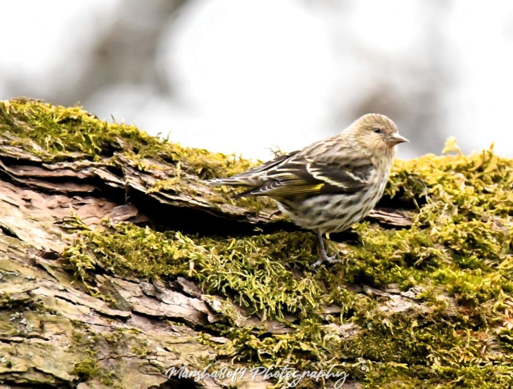 Center right of frame, a Pine Siskin is perched upon a mossy tree branch, facing and looking right. 

From Allaboutbirds.org., Pine Siskins are very small songbirds with sharp, pointed bills and short, notched tails. Their uniquely shaped bill is more slender than that of most finches. In flight, look for their forked tails and pointed wingtips. Pine siskins are brown and very streaky birds with subtle yellow edgings on wings and tails. Flashes of yellow can erupt as they take flight, flutter at branch tips, or display during mating.