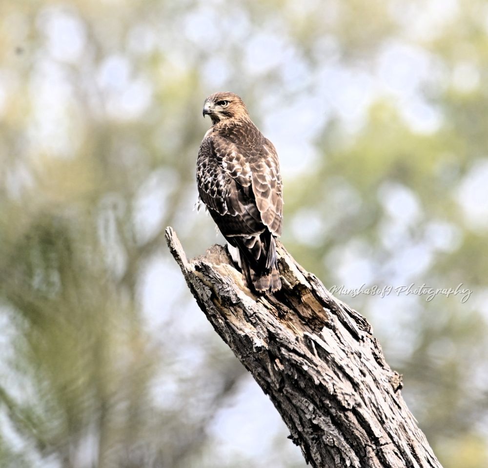 Upper, center frame, a Red-shouldered Hawk is perched on the stag of a dead tree, facing forward but looking over their left shoulder. A tree canopy and sky make up the background. From allaboutbirds.org., Red-shouldered Hawks are medium-sized, with broad, rounded wings and medium-length tails that they fan out when soaring. In flight, they often glide or soar with their wingtips pushed slightly forward, imparting a distinctive, “reaching” posture. Adults are colorful hawks with dark-and-white checkered wings and warm reddish barring on the breast. The tail is black with narrow white bands. Immatures are brown above and white below streaked with brown. All ages show narrow, pale crescents near the wingtips in flight.