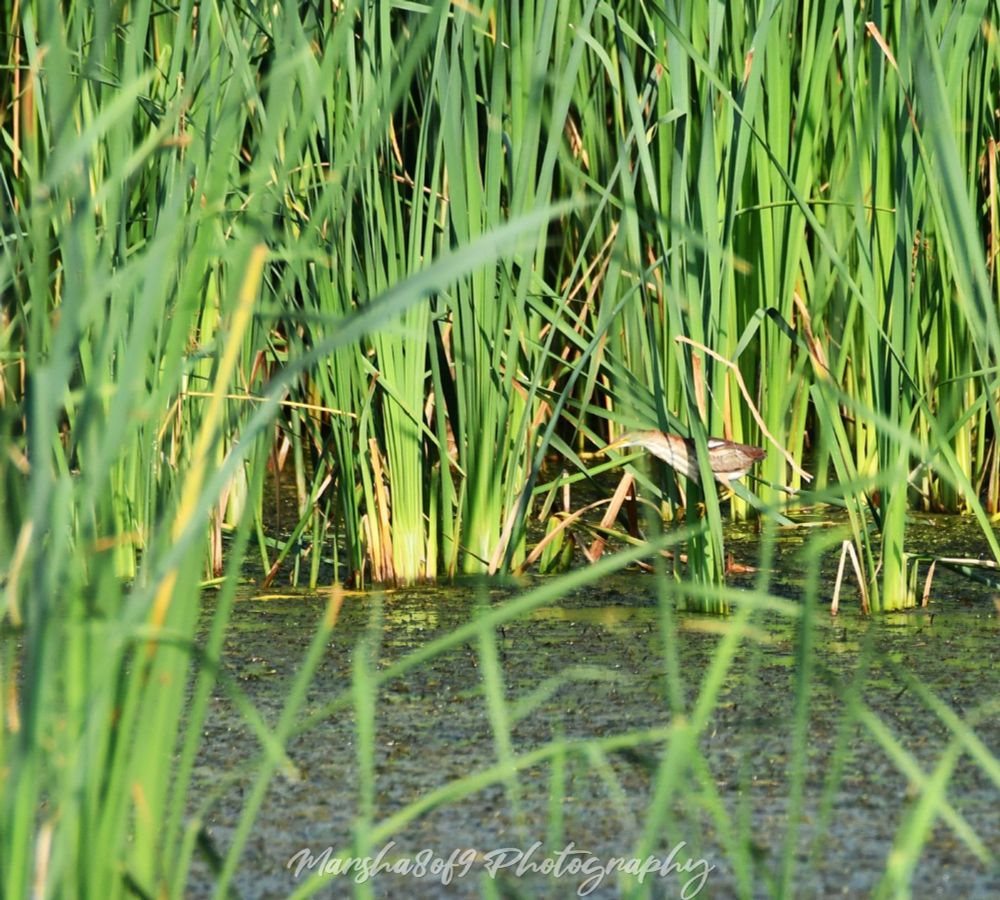I shortened the lens length to give you an idea how difficult it is to spot these tiny herons.