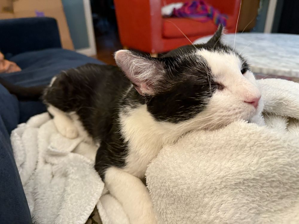 Tuxedo cat looking very comfortable straddling a white blanket, asleep.