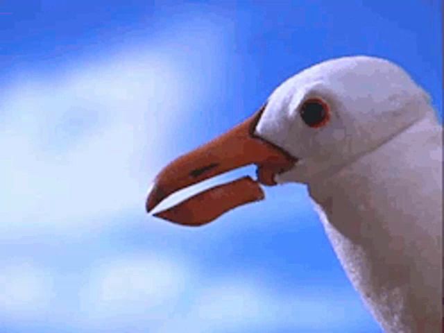 a close up of a seagull 's head with its beak open .