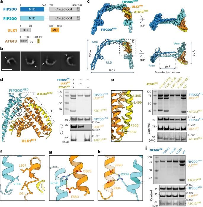 Structure of the ULK1C core.