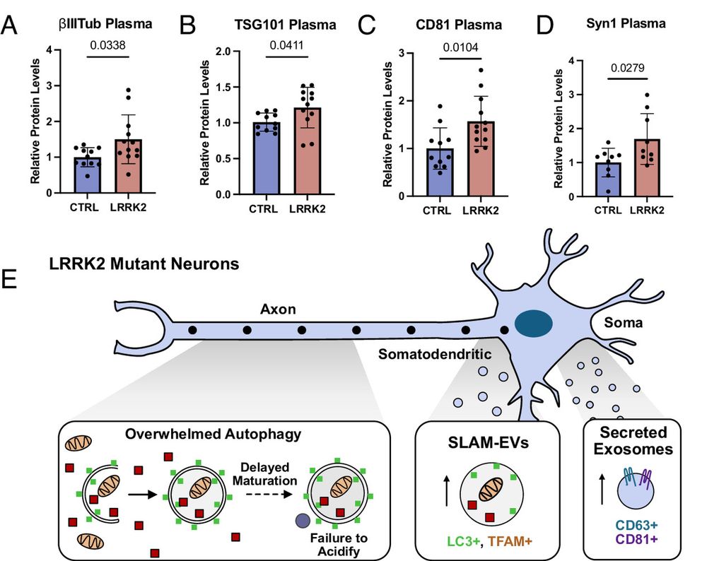Compensatory release of exosomes and SLAM-EVs.