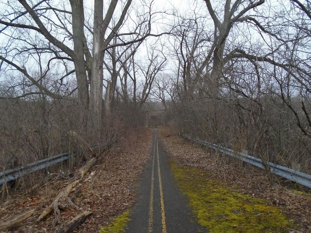 And abandoned and empty two lane roadway, the asphalt almost entirely covered by leaflittwr and moss except for a narrow strip down the very center. Trees cluster thickly on both sides of it. 