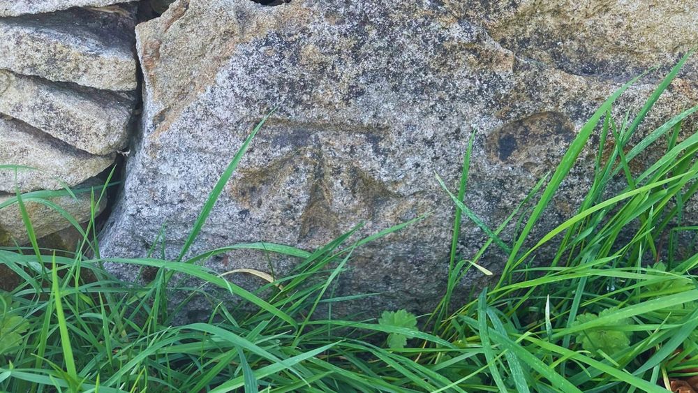 A bench mark chiselled onto a large stone with green grass growing at the bottom of the stone. The bench mark includes an upward pointing 'broad arrow' topped by a horizontal line cut known as the 'bench'.