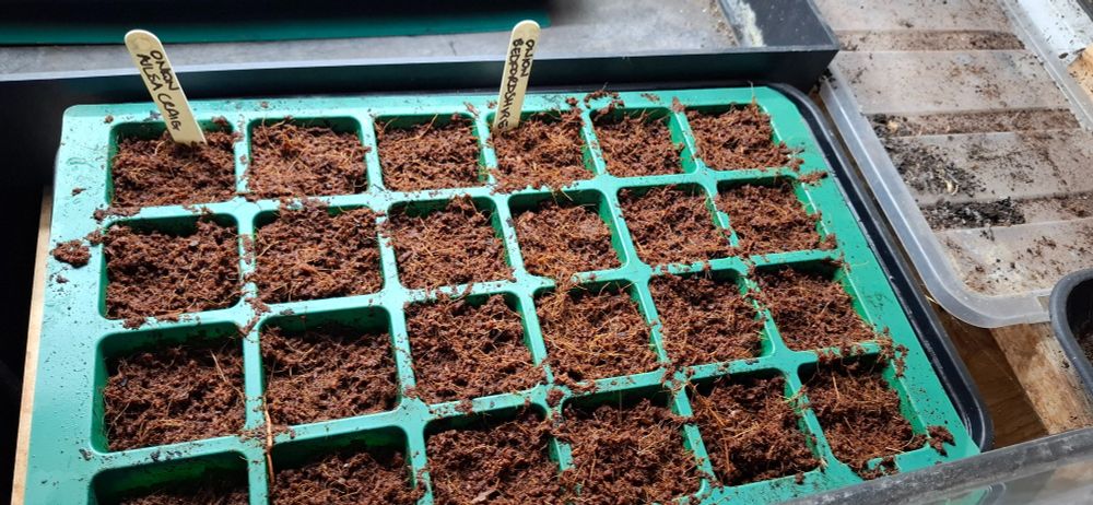 A closer shot of the single green 24-cell tray, filled with rehydrated coir as they all are, with labels denoting onions Ailsa Craig and Bedfordshire Champion. 