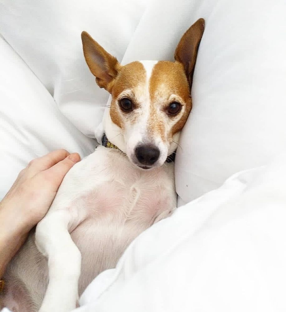 Izzy, a white rate terrier with brown markings around her eyes and ears, looks at the camera while lying on her back relaxing, surrounded by a white comforter. Madeline's hand is on her side.