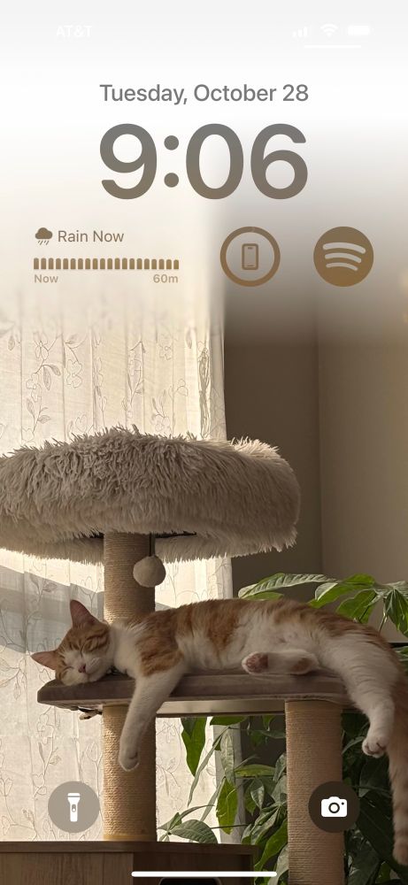 sophie’s phone wallpaper/screensaver showing sophie’s cat, sage, resting on a cat tree 