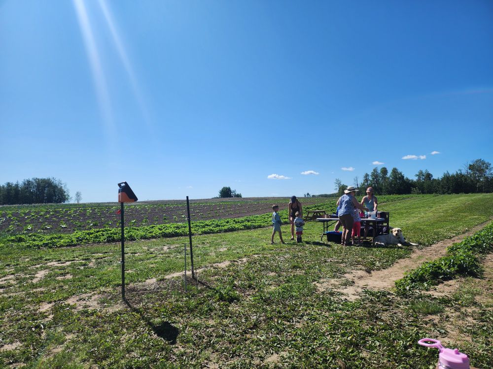 Strawberry fields with a blue sky