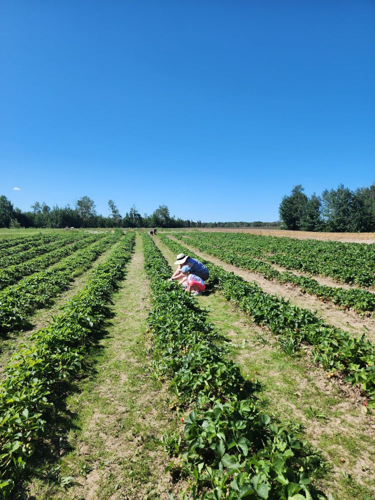 Rows of strawberry plants and blue sky 