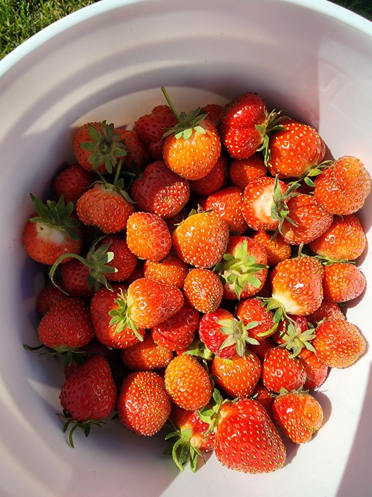 Bucket with strawberries inside