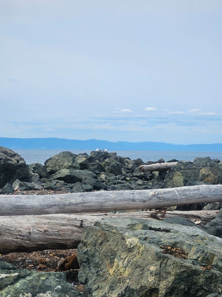 Photo of rocks and driftwood at a beach