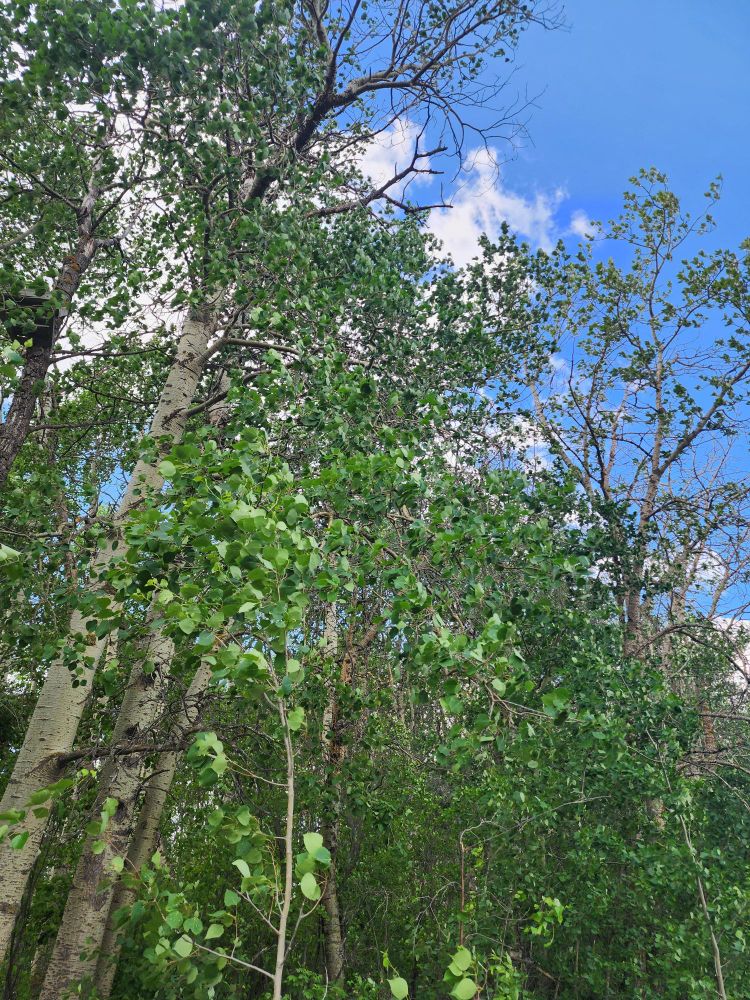 Photo of green trees with leaves blowing in the wind. 