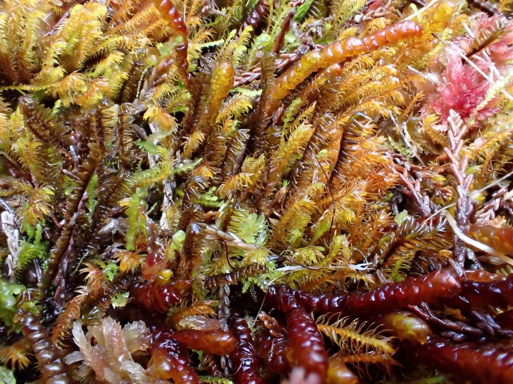 Herbertus hutchinsiae, Anastrophyllum donnianum, Plagiochila carringtonii, Pleurozia purpurea