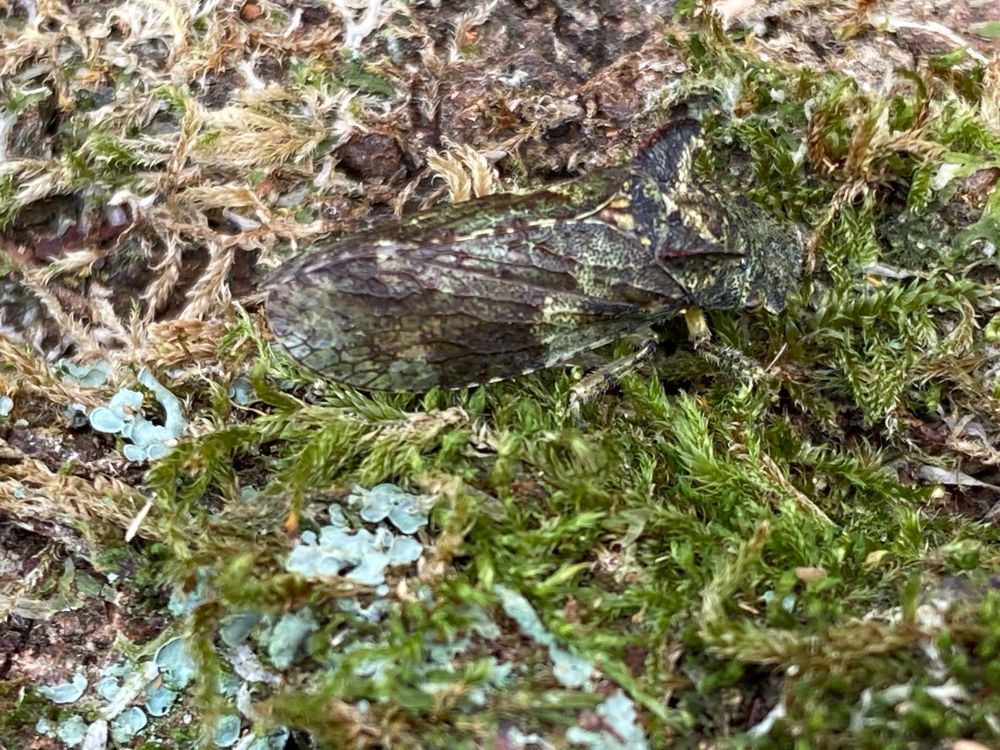 Ledra aurita - no wonder rarely spotted on lichen covered tree trunk habitat