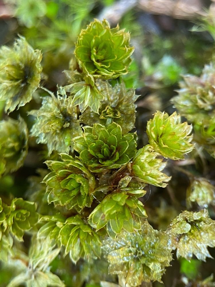 Bryum species tbc