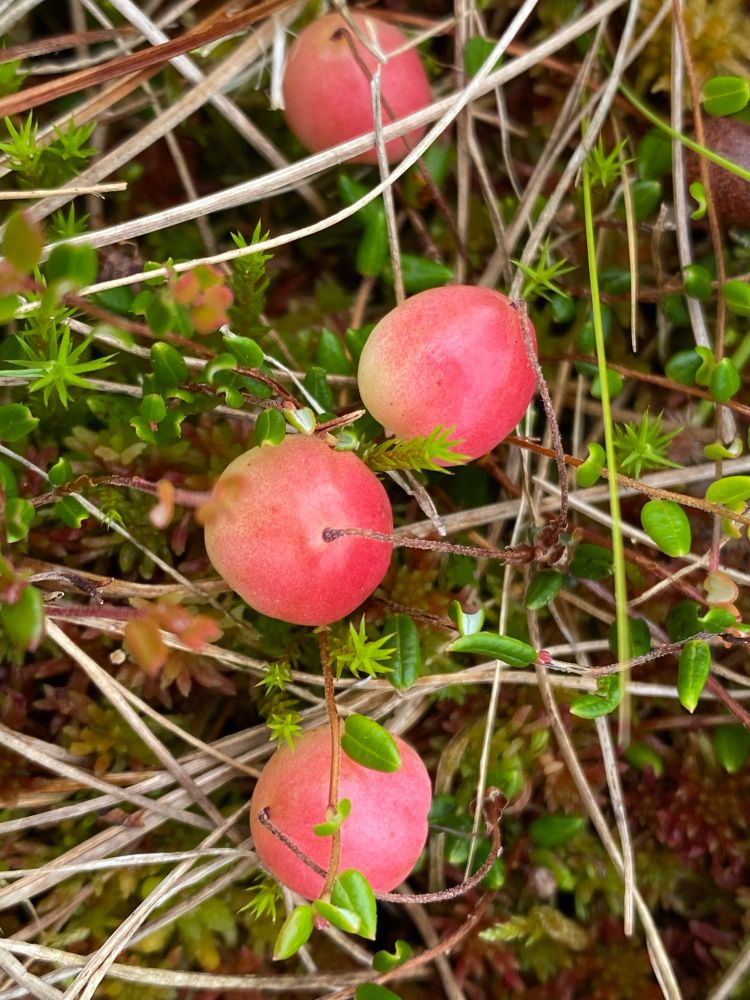 Cranberry- Vaccinium oxycoccos