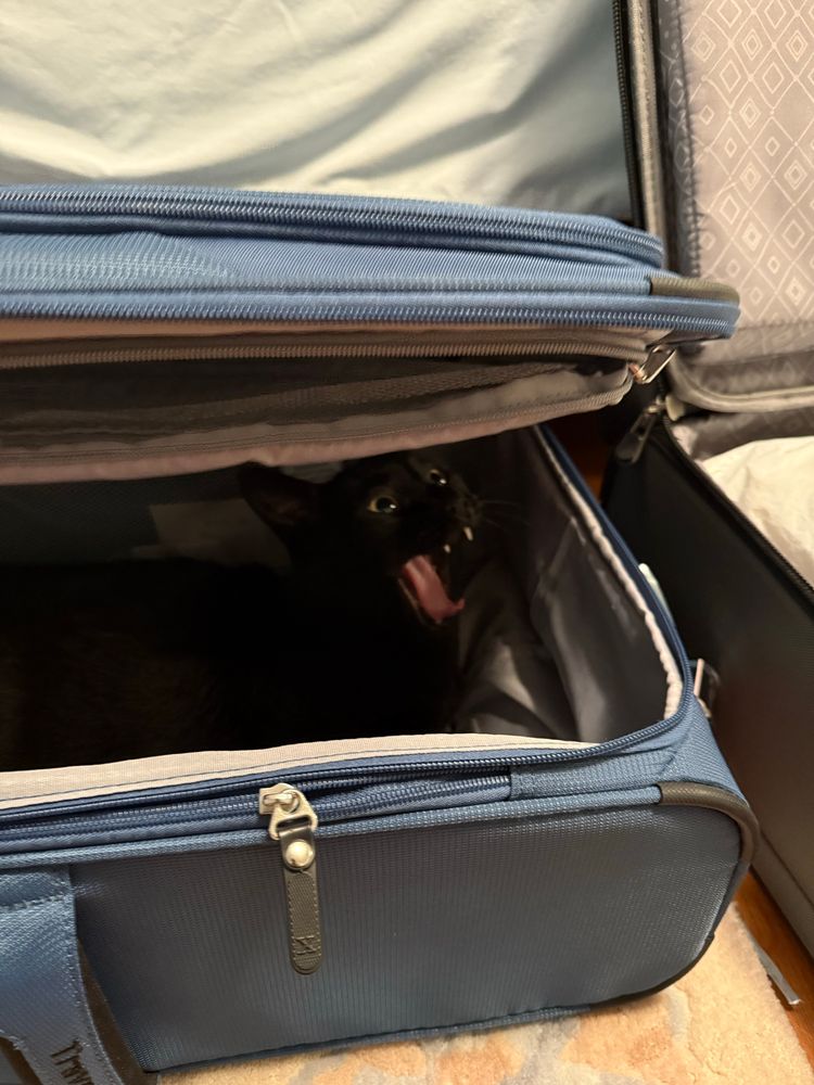 Black cat in a suitcase mid yawn (or is she screaming?)