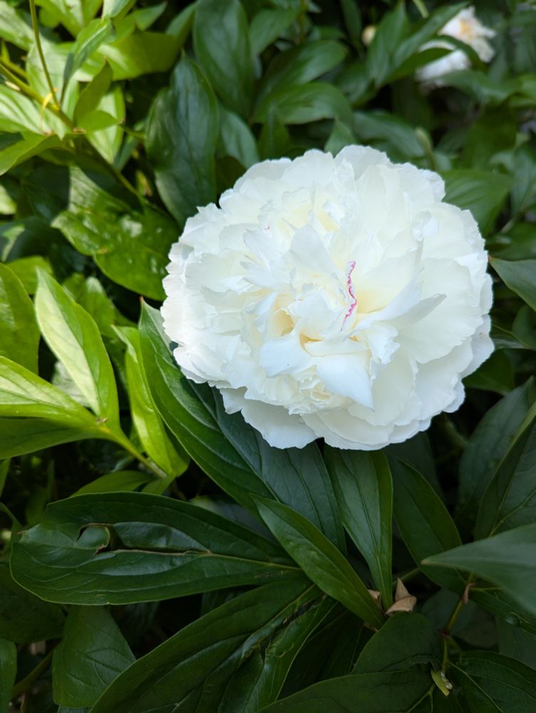 Large, fully open, white peony bloom with dark green leaves in the background. One petal has a thin line of dark pink right at the edge of the petal. Other petals, upon closer inspection, have little dots of pink on their edges too.