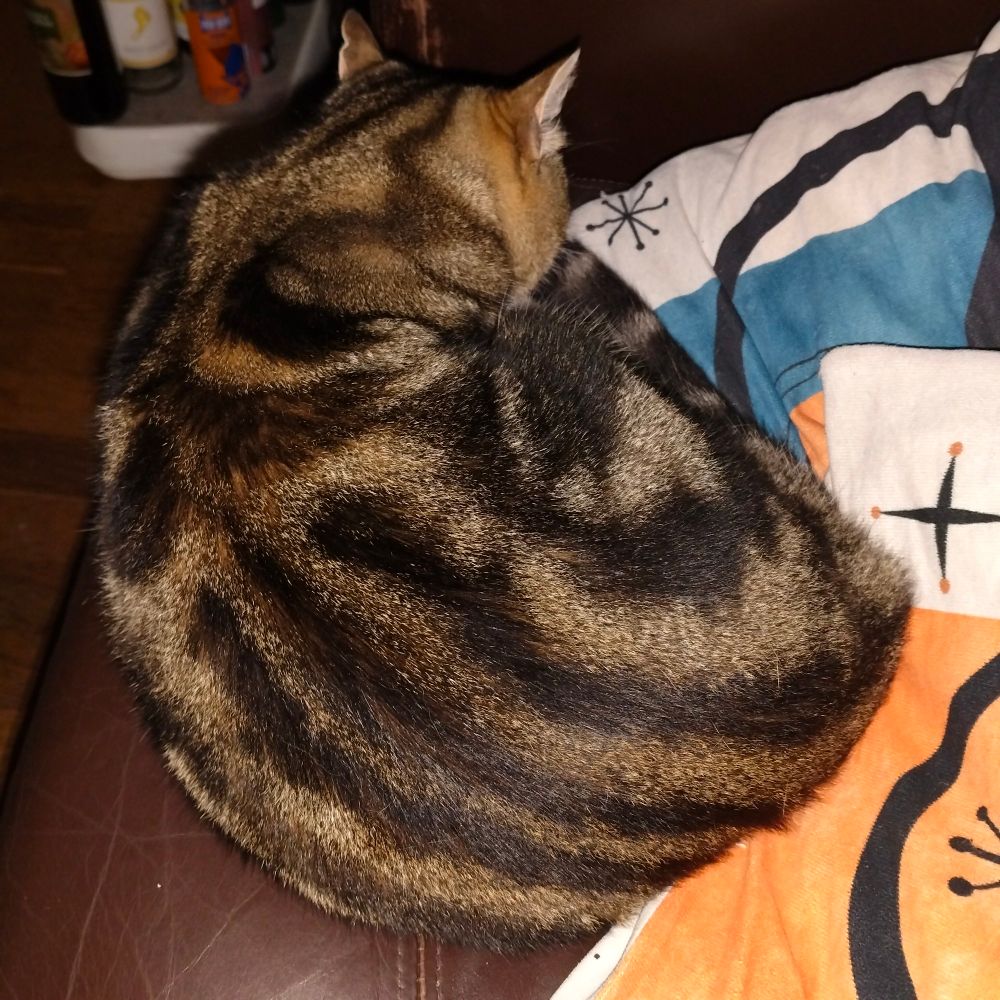 A tabby cat curled up on a sofa, radiating an air of smugness