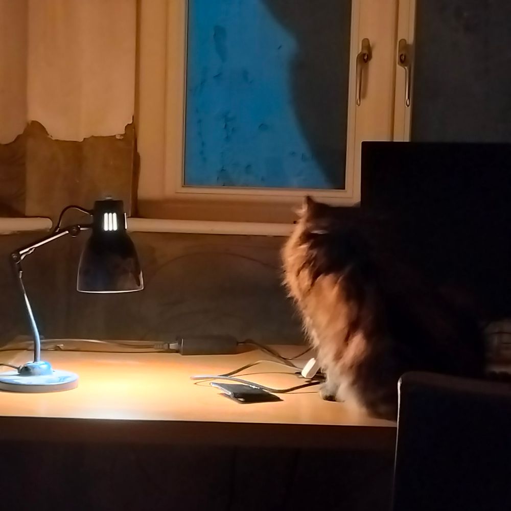 A fluffy cat sits at the edge of a pool of light cask by a lamp on a desk, appearing to stare through a window at a shadow on the wall.