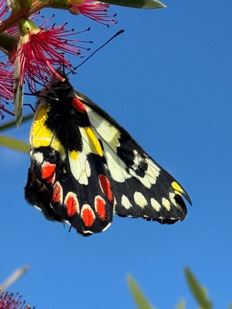 Brightly coloured Butterfly, eating nectar from an Aussie Callistamon flower 