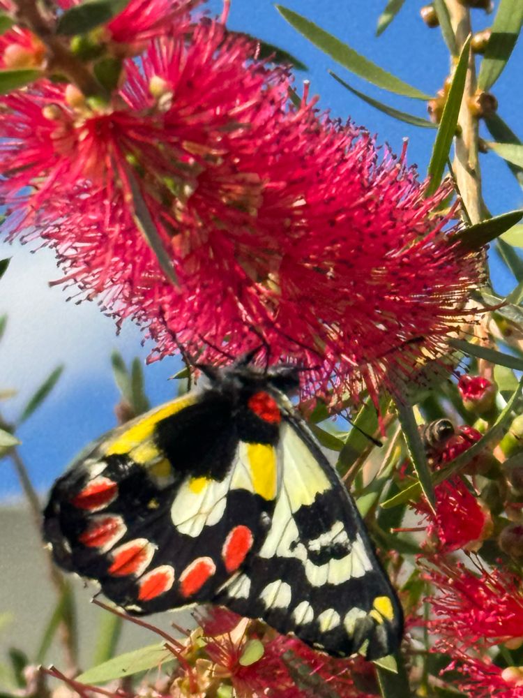 Brightly coloured Butterfly, eating nectar from an Aussie Callistamon flower 