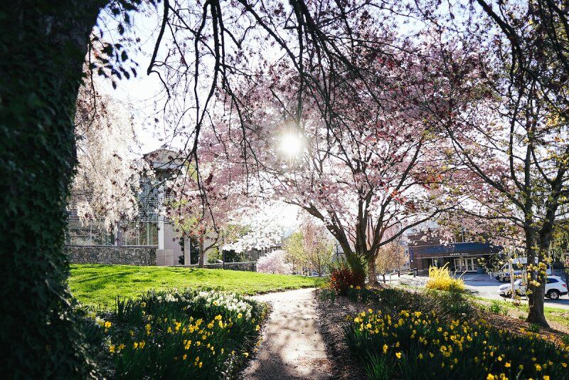 The path leading to UNC Asheville's physics building in the springtime. The sun is backlighting flowering trees and daffodils.