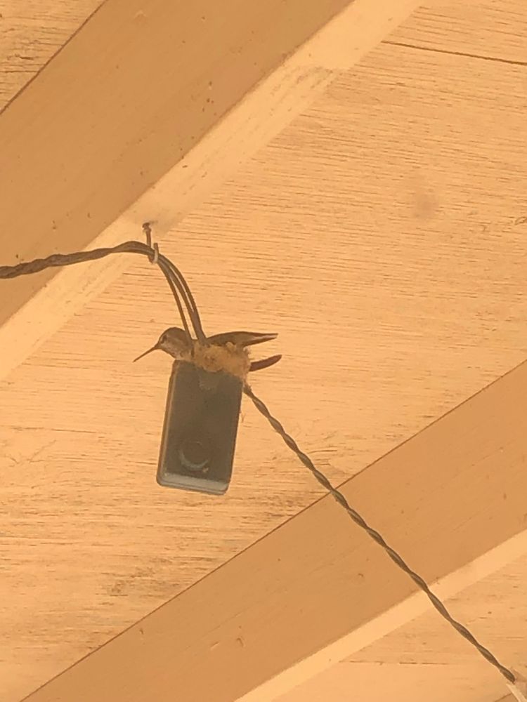 A nesting hummingbird on Christmas  lights 