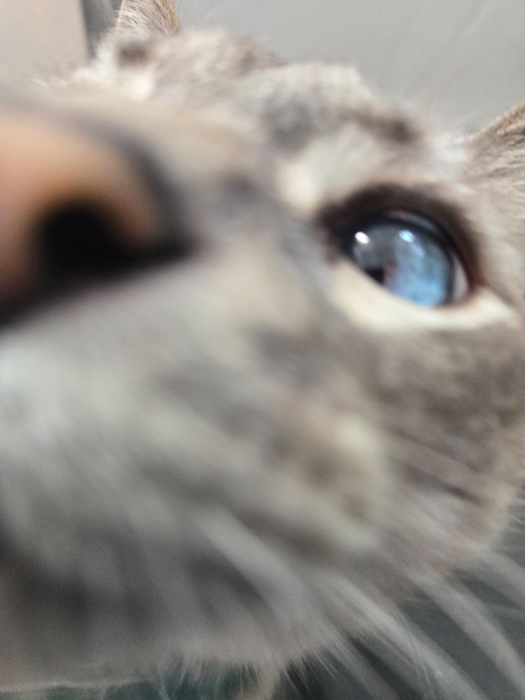My beautiful, blue-eyed cat giving the camera a nose boop.