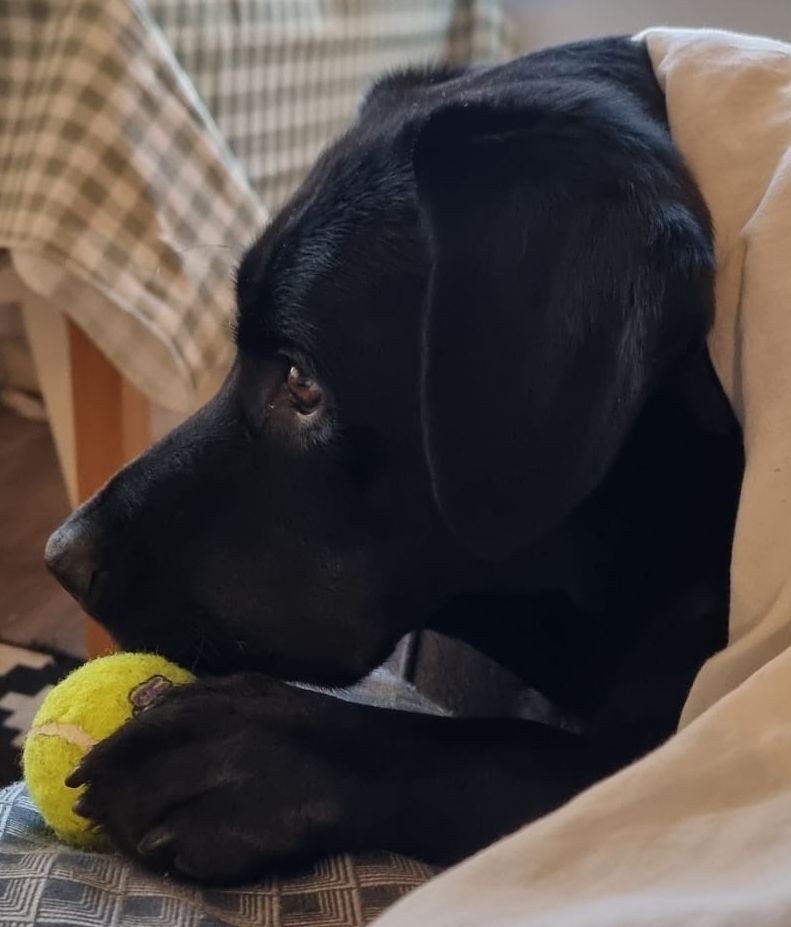 A black Labrador holding longingly onto a ball with his paws, staring blankly into space.