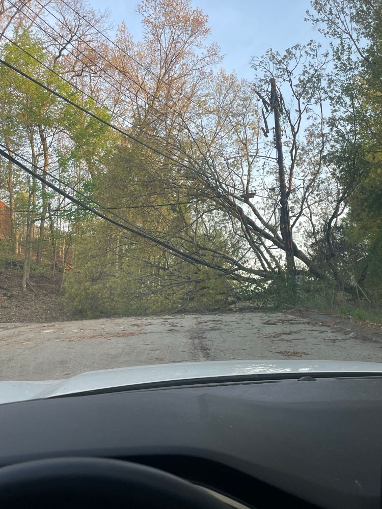 there’s a tree that’s fallen into a road, dragging a series of power cables and a  telephone pole along with it 
